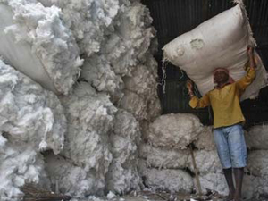 cotton india
